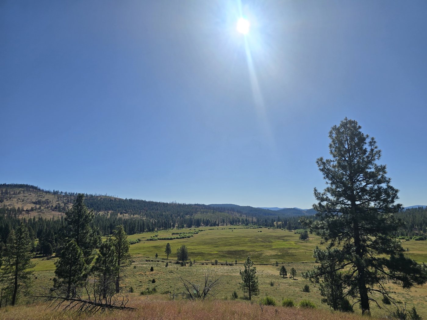 A green meadow and bands of shrubs surrounded by pine-covered hills