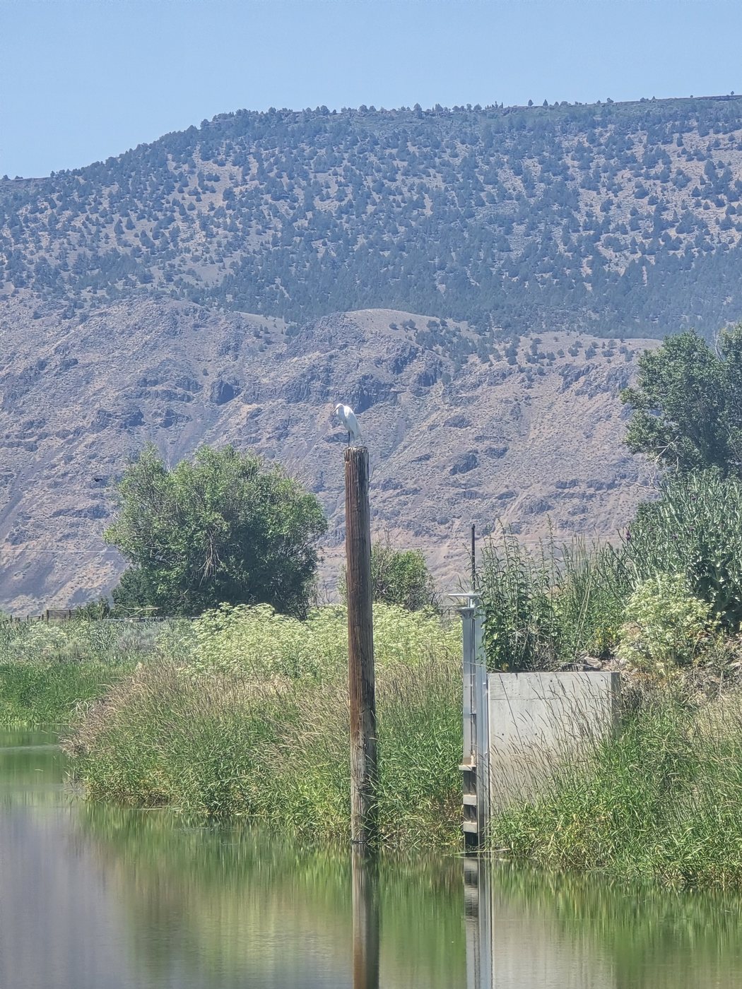 A white bird perched on a post above a water channel, bankside vegetation, and water-control infrastructure